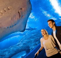 Dive with Sharks at AQWA - Food Delivery Shop