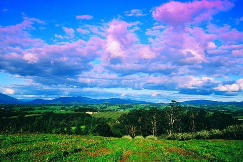 Yarra Valley Wine And Cider Tours By Classic Convertibles From Melbourne - Food Delivery Shop 3