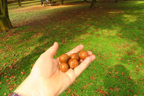 3-Hour Small-Group Byron Bay Tour - Pet Food Australia 2