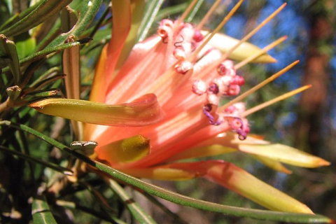 Small-Group Blue Mountains Tour With Bush Walks And Featherdale Wildlife Park - Food Delivery Shop 4