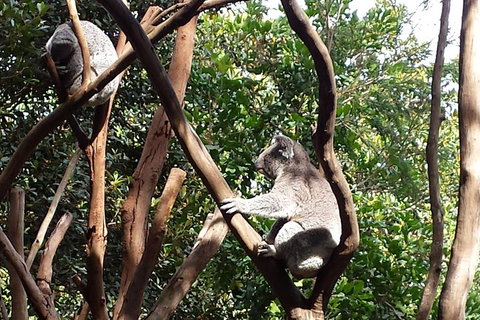 Small-Group Blue Mountains Tour With Bush Walks And Featherdale Wildlife Park - Food Delivery Shop 5