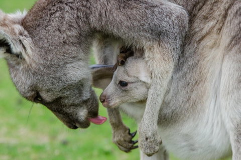 3-Day Melbourne To Adelaide Small-Group Tour Via Great Ocean Road Grampians - Food Delivery Shop 1