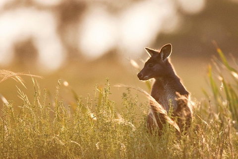 Blue Mountains Day Tour With Wildlife At Sunset From Sydney - Food Delivery Shop 2