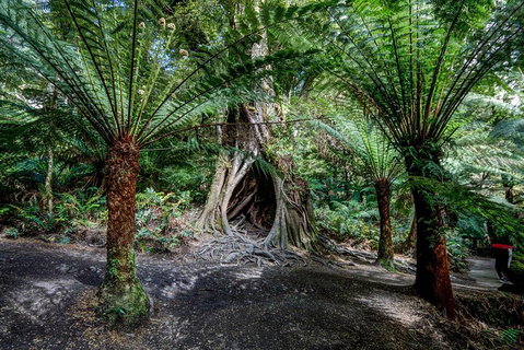 Adelaide To Melbourne 3-Day Trip Through Grampians And Great Ocean Road - Food Delivery Shop 0