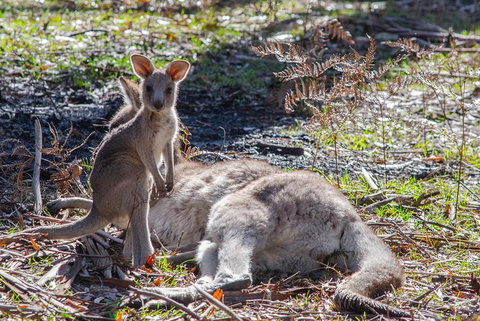 Adelaide To Melbourne 3-Day Trip Through Grampians And Great Ocean Road - Food Delivery Shop 5