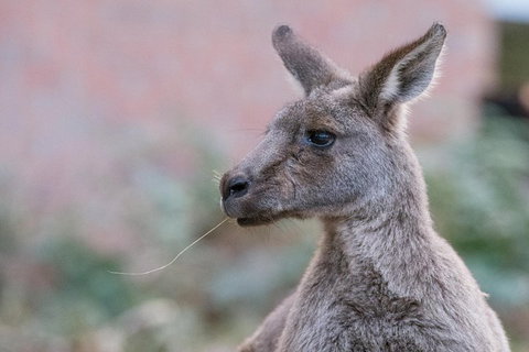 Grampians National Park With Kangaroos And MacKenzie Falls From Melbourne - Food Delivery Shop 0
