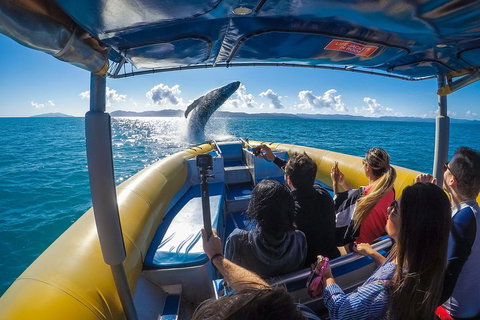 Ocean Rafting Tour To Whitehaven Beach, Hill Inlet Lookout & Top Snorkel Spots - Food Delivery Shop 4