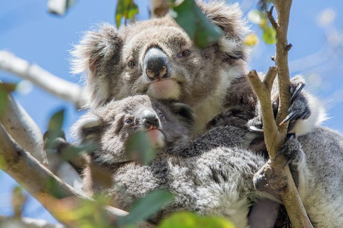 3-Day Adelaide To Melbourne Overland Trip Through Grampians And Great Ocean Road - Food Delivery Shop 3