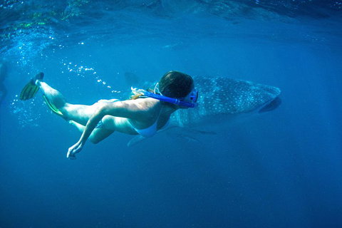 6-Day Coral Coaster From Perth To Exmouth One-Way Via Monkey Mia Ningaloo Reef - Food Delivery Shop 3