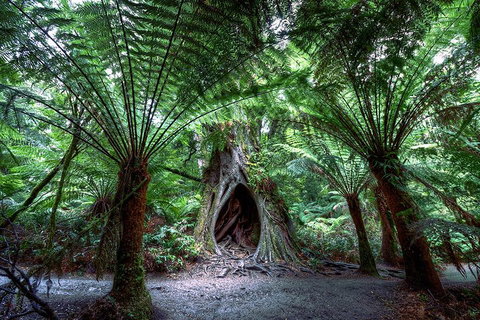 2-Day Melbourne To Adelaide Tour: Great Ocean Road And Grampians One Way Trip - Food Delivery Shop 3