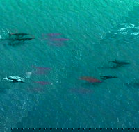 40-45 Minute Port Stephens and Stockton Beach Helicopter Flight - For 2 - Pet Food Australia