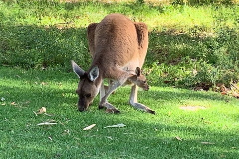 Pinnacles Day Trip From Perth Including Yanchep National Park - Food Delivery Shop 4