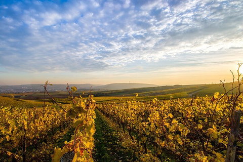 Wine Tours Sydney - Southern Highlands Day Escape, Full Day Wine Tasting Tour - Food Delivery Shop 1