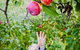 Perth Hills - Wildlife, Art & Gastronomy - thumb 1
