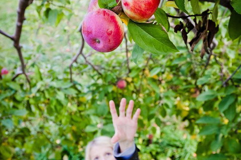 Perth Hills - Wildlife, Art & Gastronomy - Food Delivery Shop 1