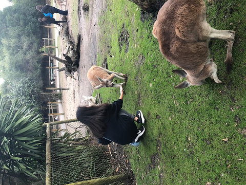 Perth Hills - Wildlife, Art & Gastronomy - Food Delivery Shop 4