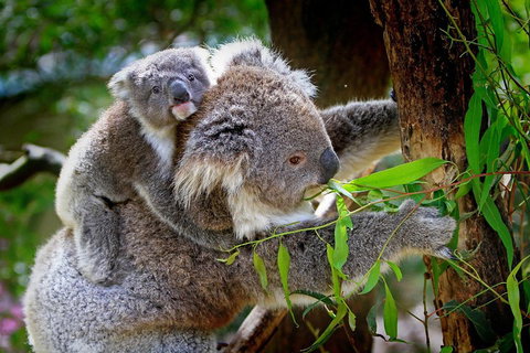 1 Day Exclusively Private Tour Of Phillip Island & The Penguin Parade - Food Delivery Shop 2