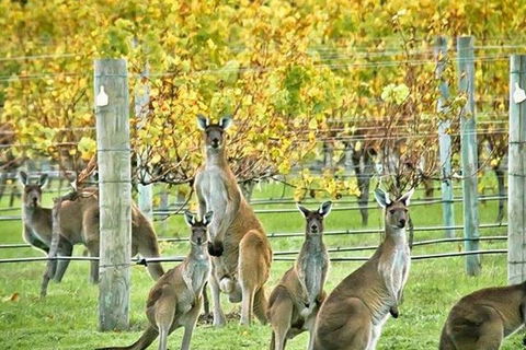 Margaret River Indulge And Discover Day Tour - Food Delivery Shop 0