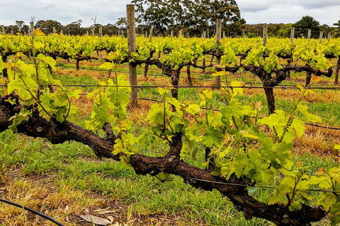 Margaret River Indulge And Discover Day Tour - Food Delivery Shop 5