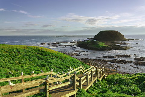 Full-Day Private Australian Wildlife Tour Of Phillip Island - Food Delivery Shop 0