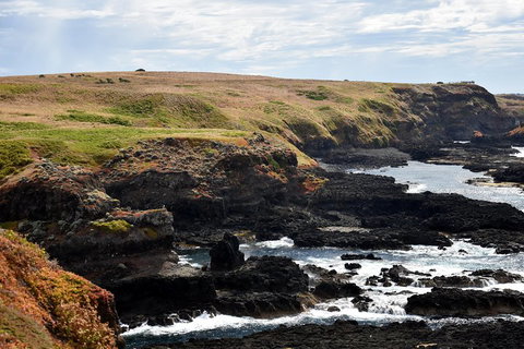 Full-Day Private Australian Wildlife Tour Of Phillip Island - Food Delivery Shop 4