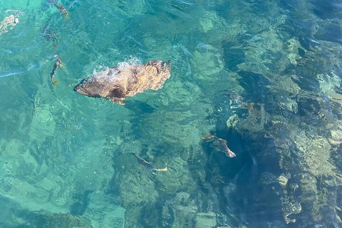 Aquascene Magnetic Island Discovery Tour - Pet Food Australia 1