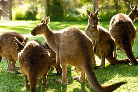 Melbourne City Card (3 Days): Visit Unlimited Attractions! - Food Delivery Shop 4
