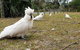 Kiama South Coast Tour With Coastline, Farmlands, Aboriginal Engravings & Lunch - thumb 0