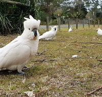 Kiama South Coast Tour with Coastline Farmlands Aboriginal Engravings  Lunch - Food Delivery Shop
