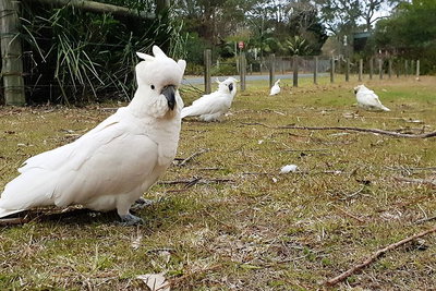 Kiama South Coast Tour with Coastline Farmlands Aboriginal Engravings  Lunch