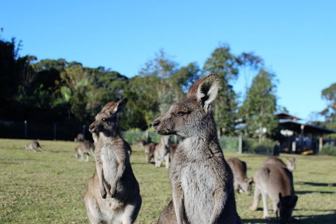 Royal National Park Tour - Food Delivery Shop 2