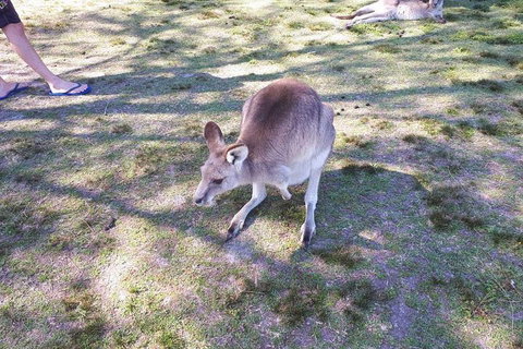 Private & Fully Guided 4-day Sydney Tour Package - Pet Food Australia 5