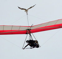 Hang gliding with HangglideOz - Food Delivery Shop