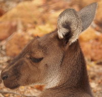 Australian animals Seascape and Sunset Photography Tour - Food Delivery Shop