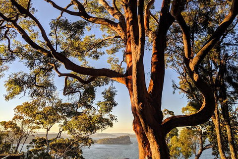 Manly & Sydney's Northern Beaches With 'Personalised Sydney Tours' - Food Delivery Shop 4