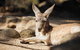 Sydney Taronga Zoo General Entry Ticket And Wild Australia Experience - thumb 3