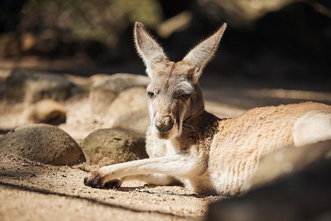 Sydney Taronga Zoo General Entry Ticket And Wild Australia Experience - Food Delivery Shop 3