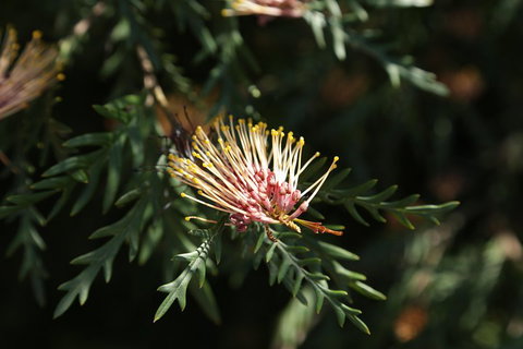 '56 Chevrolet 6-Hour Dandenong Ranges Classic Car Private Tour (4 Person) - Food Delivery Shop 3