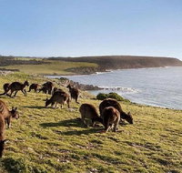 Kangaroo Island Personal Group Tours - Food Delivery Shop