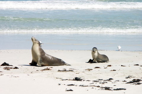 Kangaroo Island Personal Group Tours - Food Delivery Shop 3