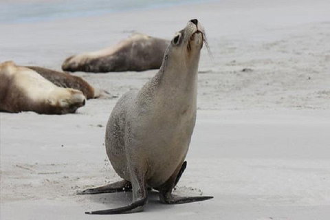 Kangaroo Island Personal Group Tours - Food Delivery Shop 4
