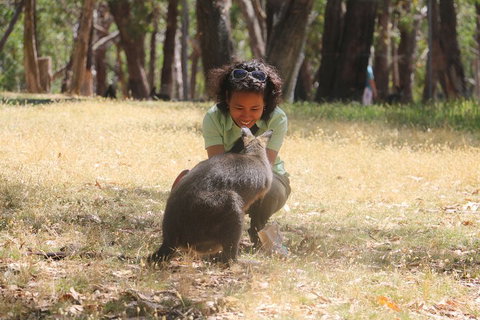 Cleland Wildlife Park Tour From Adelaide Including Mount Lofty Summit - Food Delivery Shop 1