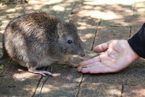 Cleland Wildlife Park Tour From Adelaide Including Mount Lofty Summit - Food Delivery Shop 2