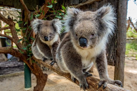 Cleland Wildlife Park Tour From Adelaide Including Mount Lofty Summit - Food Delivery Shop 3