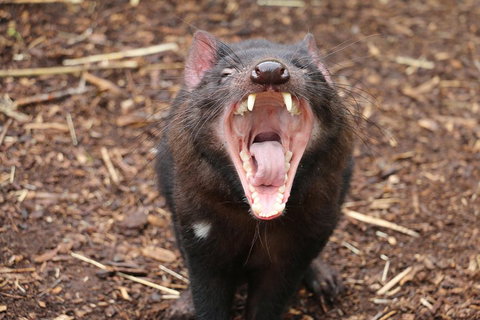 Cleland Wildlife Park Tour From Adelaide Including Mount Lofty Summit - Food Delivery Shop 4
