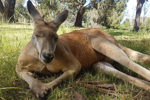 Cleland Wildlife Park Tour From Adelaide Including Mount Lofty Summit - Food Delivery Shop 5