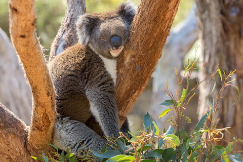 Mount Lofty Hike And Cleland Wildlife Park Day Trip From Adelaide - Food Delivery Shop 2