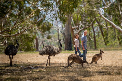 Mount Lofty Hike And Cleland Wildlife Park Day Trip From Adelaide - Food Delivery Shop 5