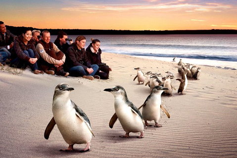 [Private Tour] â€œPenguin Paradeâ€ Phillip Island Tour. - Food Delivery Shop 0