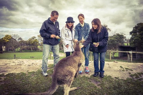 [Private Tour] â€œPenguin Paradeâ€ Phillip Island Tour. - Food Delivery Shop 1